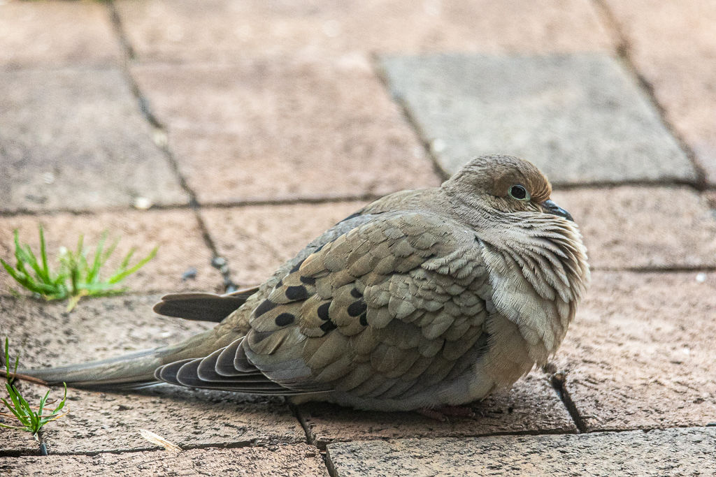Backyard Birds NH-9920.jpg